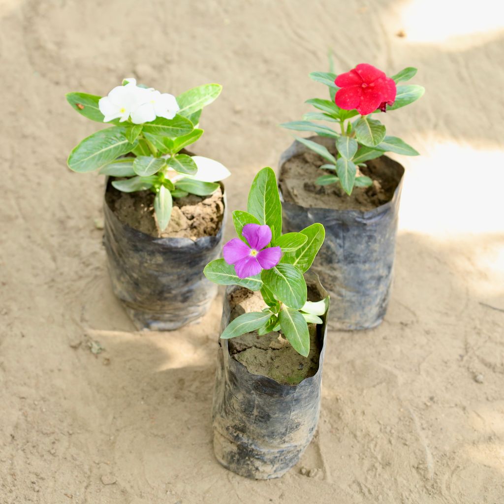 Set of 3 - Periwinkle / Sadabahar / Vinca (Any Colour) in 4 Inch Nursery bag