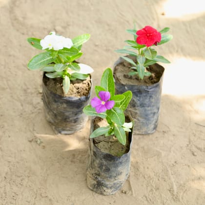 Buy Set of 3 - Periwinkle / Sadabahar / Vinca (Any Colour) in 4 Inch Nursery bag Online | Urvann.com