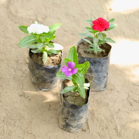 Set of 3 - Periwinkle / Sadabahar / Vinca (Any Colour) in 4 Inch Nursery bag