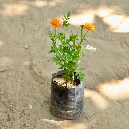 Buy Cosmos (Any Colour) in 4 Inch Nursery bag Online | Urvann.com