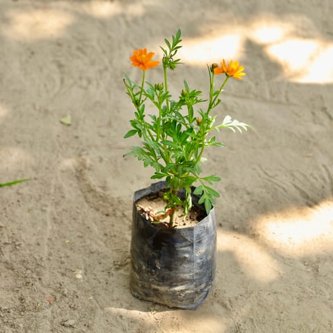Cosmos (Any Colour) in 4 Inch Nursery bag