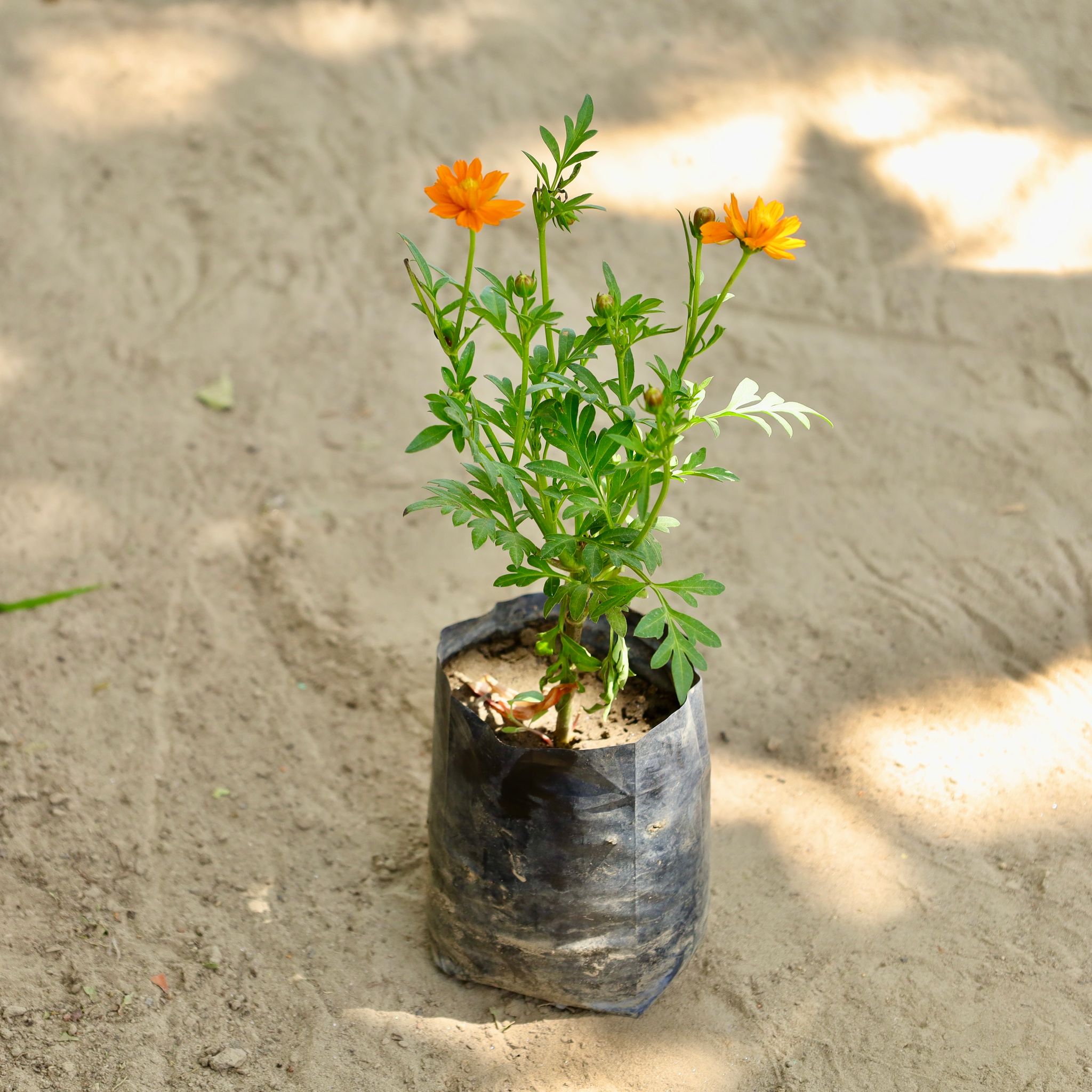 Cosmos (Any Colour) in 4 Inch Nursery bag