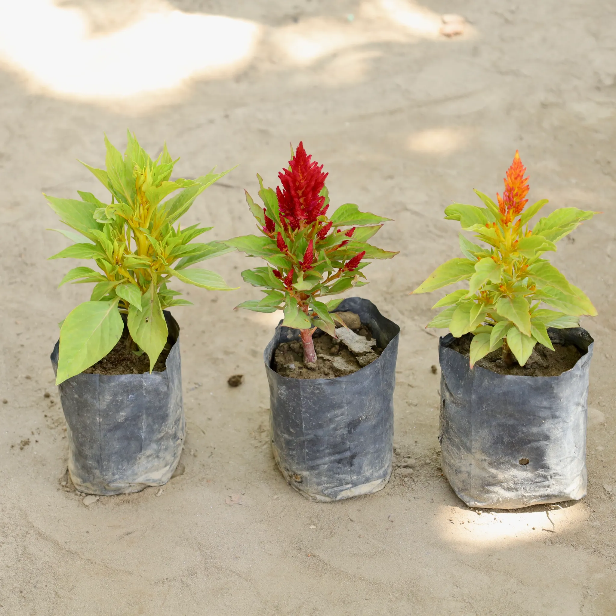 Set of 3 - Celosia (Any Colour) in 4 Inch Nursery bag