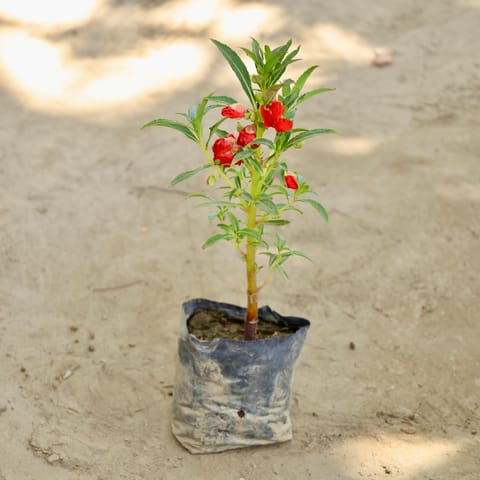 Impatients Balsimina / Balsam (Any Colour) in 4 Inch Nursery bag