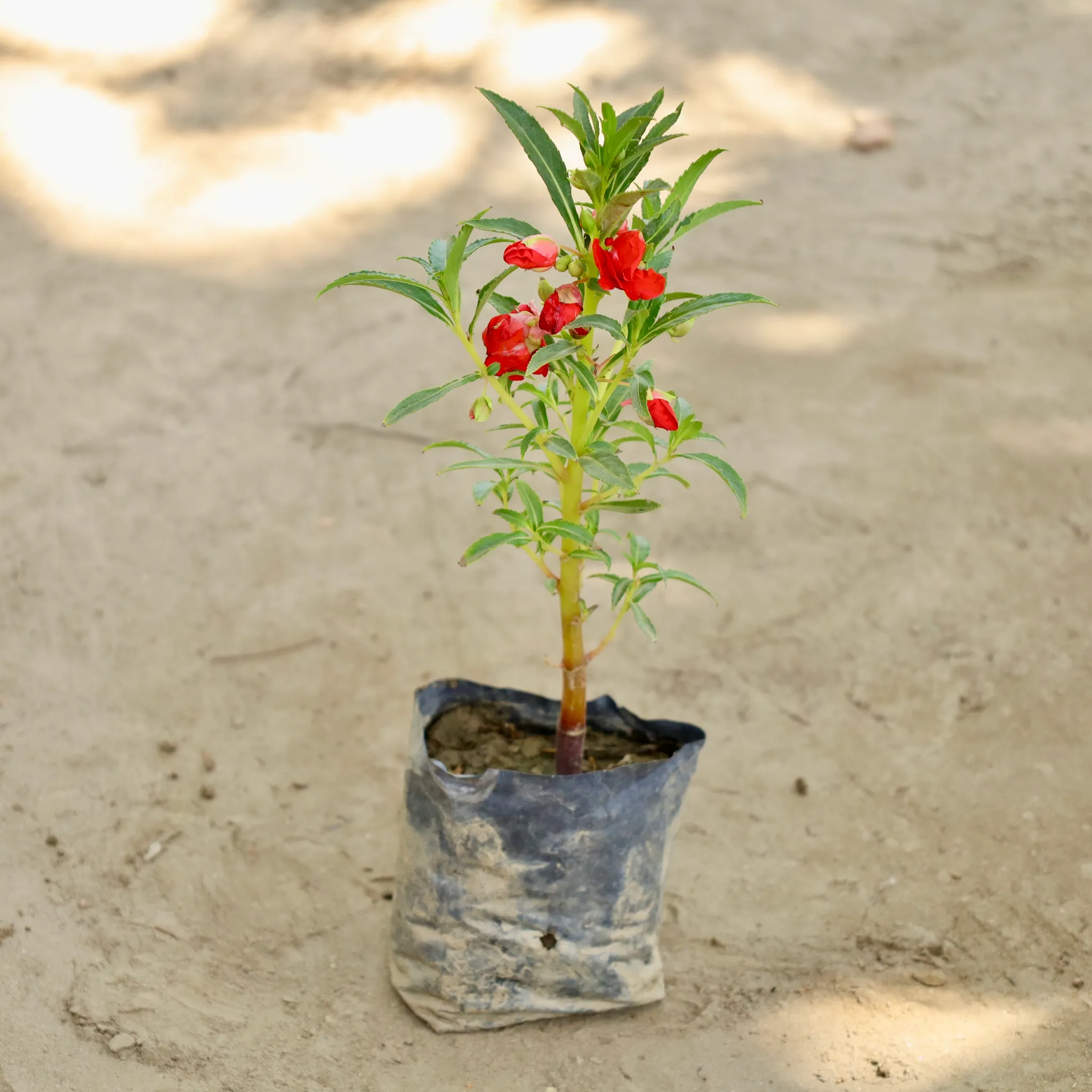 Impatients Balsimina / Balsam (Any Colour) in 4 Inch Nursery bag