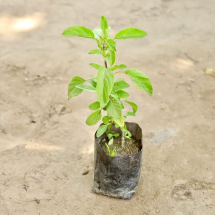 Buy Rama Tulsi in 4 Inch Nursery bag Online | Urvann.com