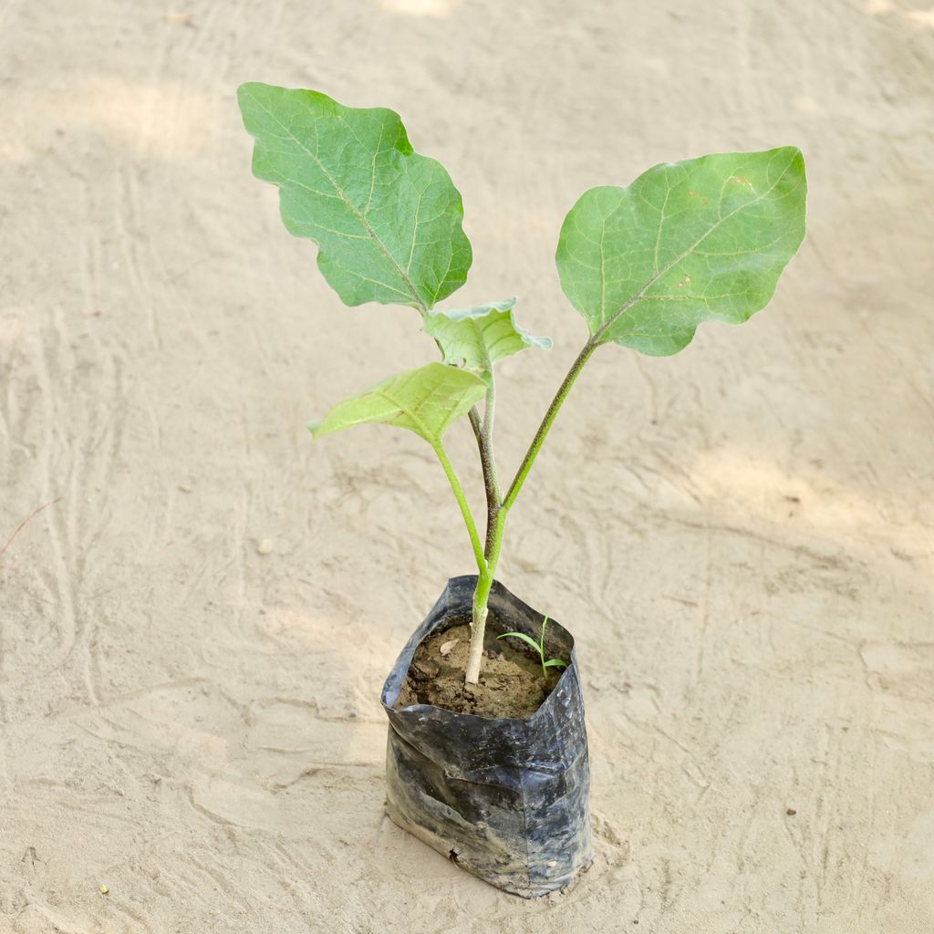 Buy Brinjal in 4 Inch Nursery bag Online | Urvann.com Brinjal in 4 Inch Nursery bag