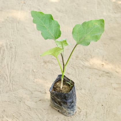 Buy Brinjal in 4 Inch Nursery bag Online | Urvann.com