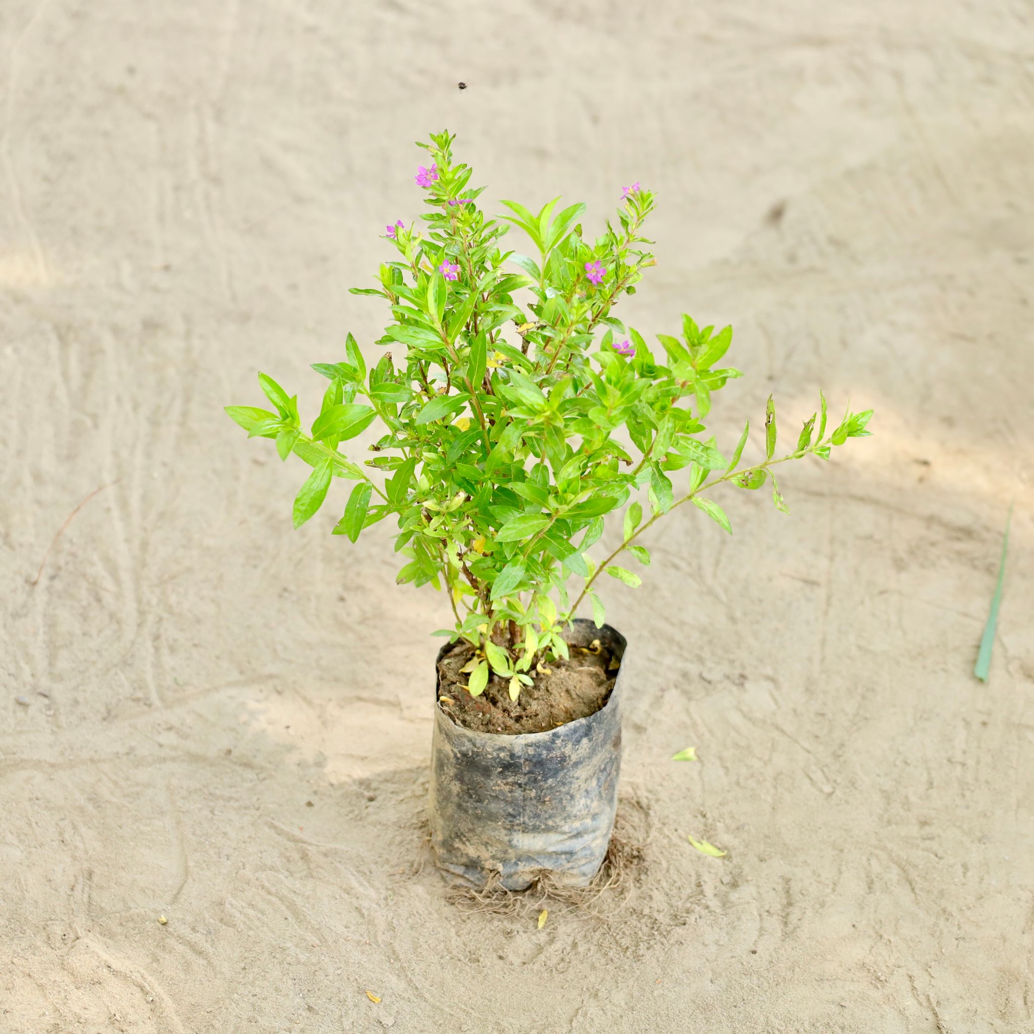 Cuphea / False Heather in 4 Inch Nursery bag
