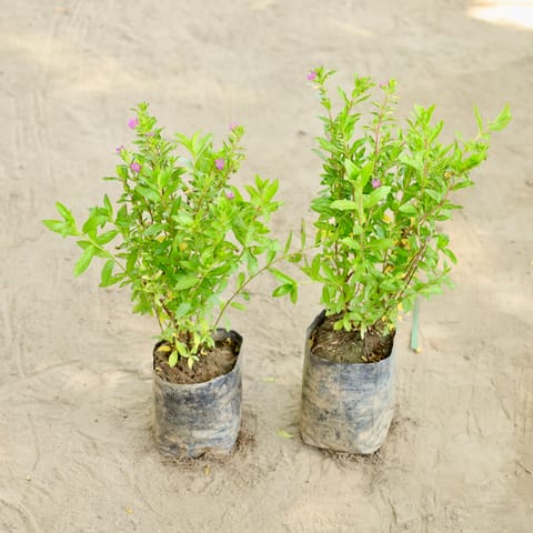 Set of 2 - Cuphea / False Heather in 4 Inch Nursery bag