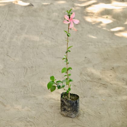 Buy Hibiscus / Gudhal (Any Colour) in 4 Inch Nursery bag Online | Urvann.com