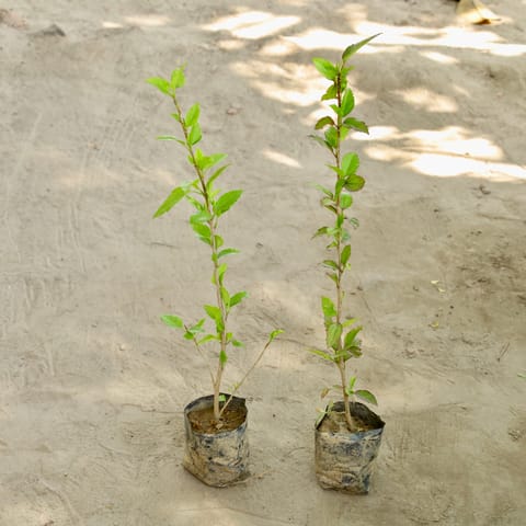 Set of 2 - Hibiscus / Gudhal (Any Colour)  in 4 Inch Nursery bag