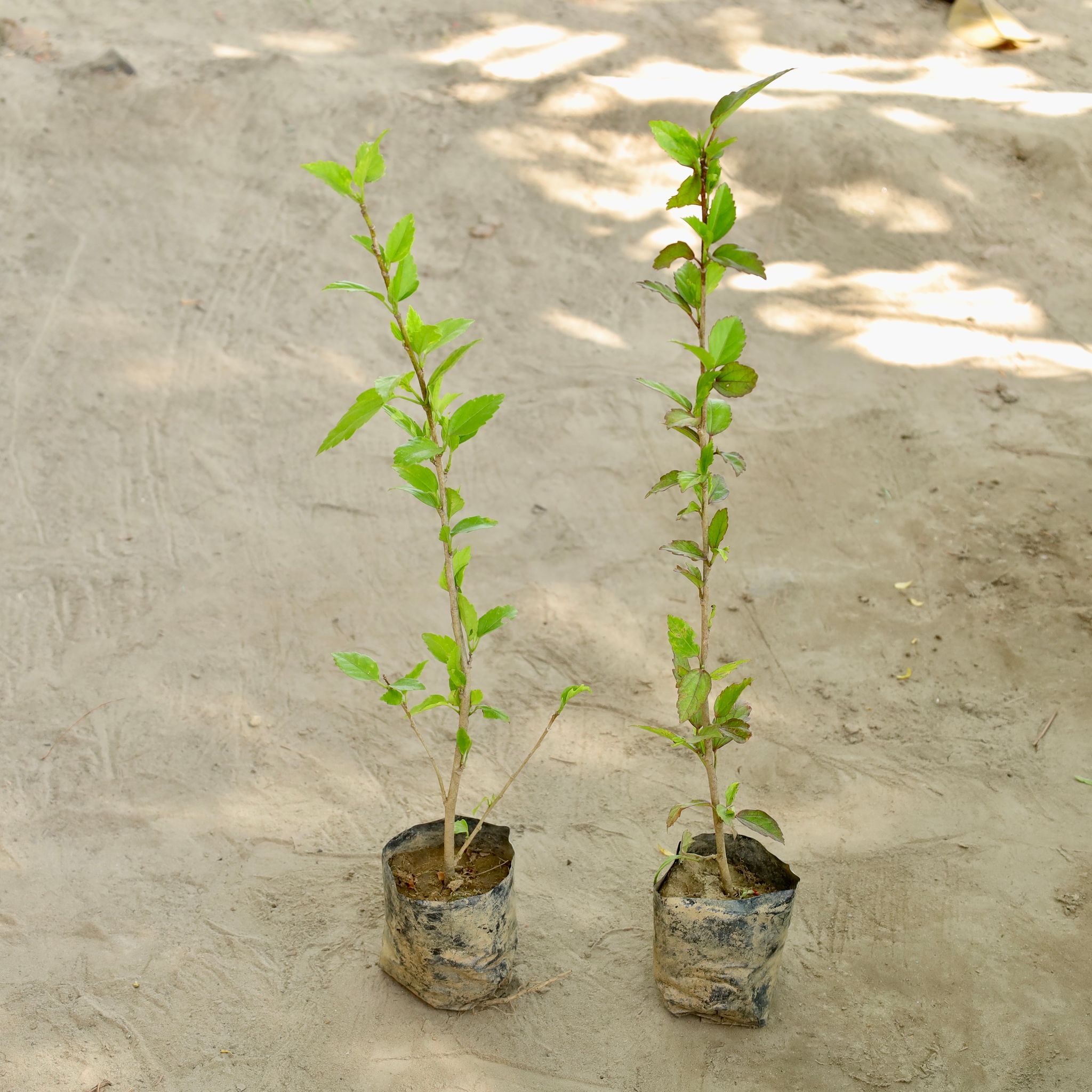 Set of 2 - Hibiscus / Gudhal (Any Colour) in 4 Inch Nursery bag