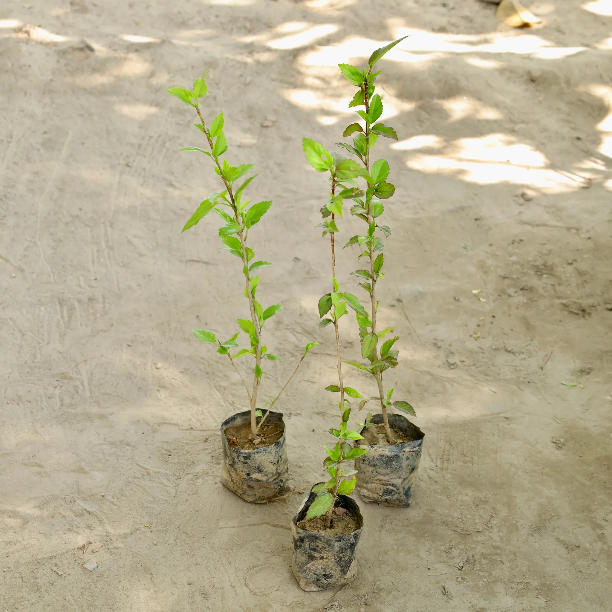 Set of 3 -Hibiscus / Gudhal (Any Colour) in 4 Inch Nursery bag