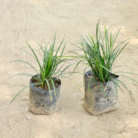 Set of 2 - Black Grass (Any Colour) in 4 Inch Nursery bag