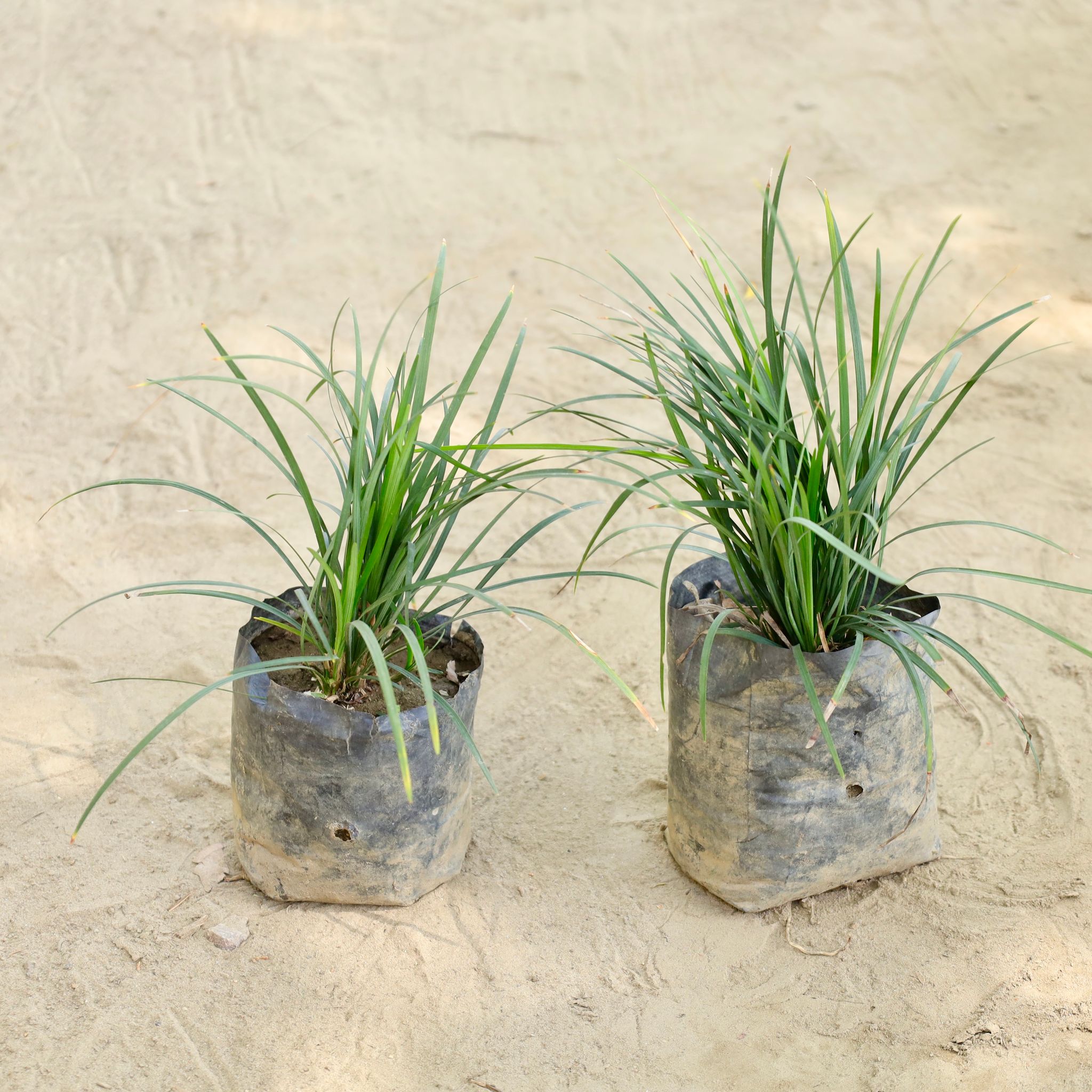 Set of 2 - Black Grass (Any Colour) in 4 Inch Nursery bag