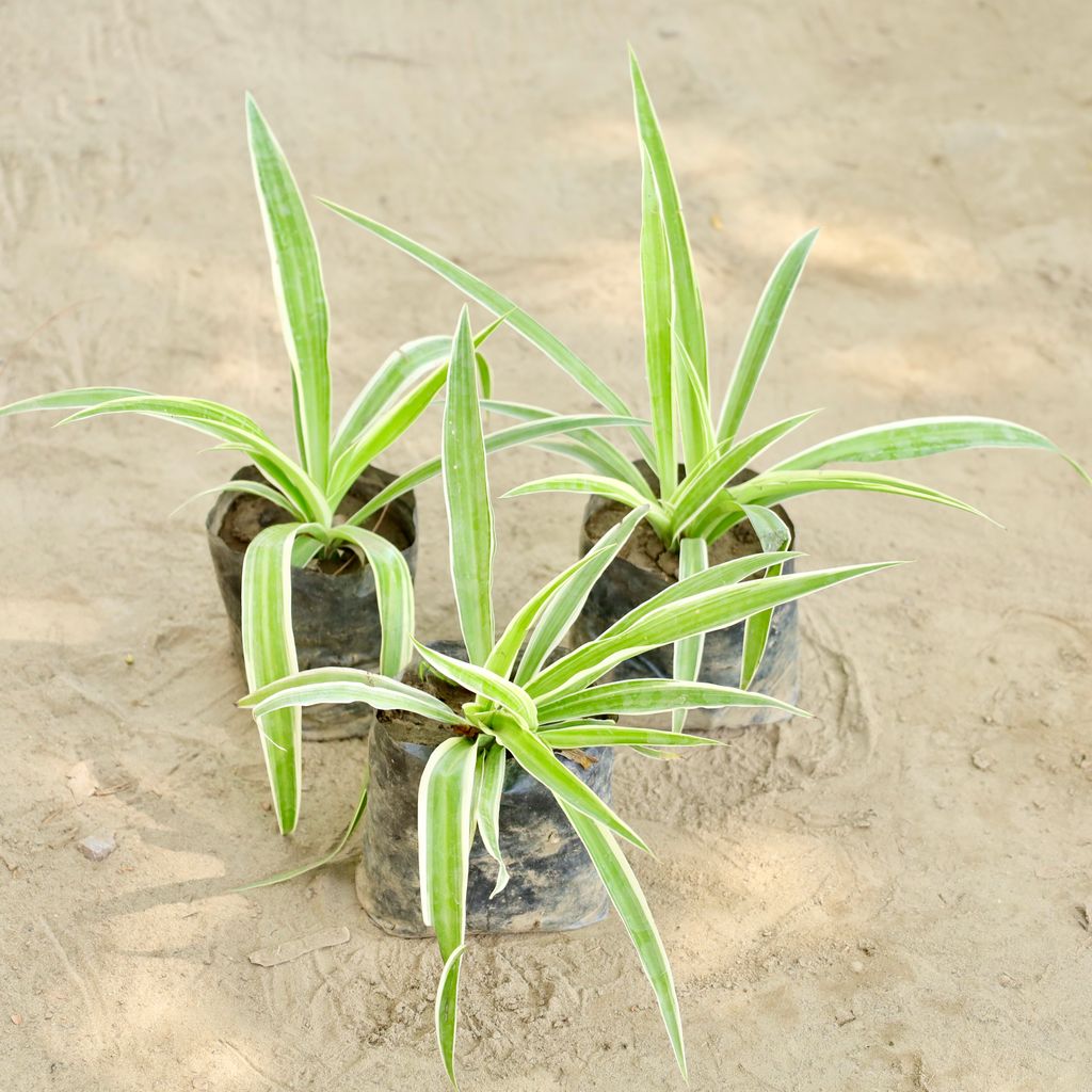 Buy Set of 3 - Spider Plant (Any Colour) in 4 Inch Nursery bag Online | Urvann.com Set of 3 - Spider Plant (Any Colour) in 4 Inch Nursery bag