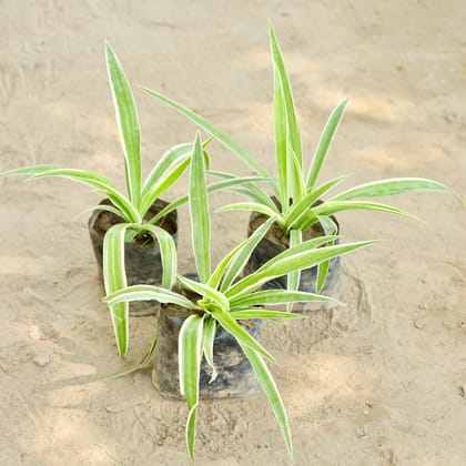 Buy Set of 3 - Spider Plant (Any Colour) in 4 Inch Nursery bag Online | Urvann.com