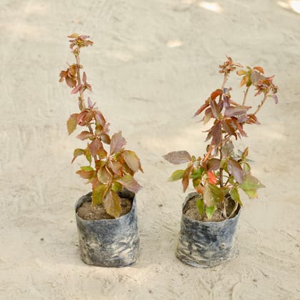 Buy Set of 2 - Acalypha (Any Colour) in 4 Inch Nursery bag Online | Urvann.com