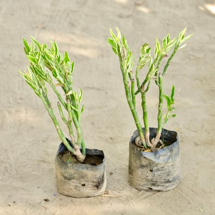 Buy Pedilanthus / Devil'S Backbone in 4 Inch Nursery bag Online | Urvann.com