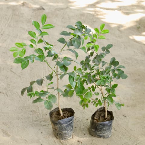 Set of 2 - Murraya / Madhu Kamini (Any Colour) in 4 Inch Nursery bag