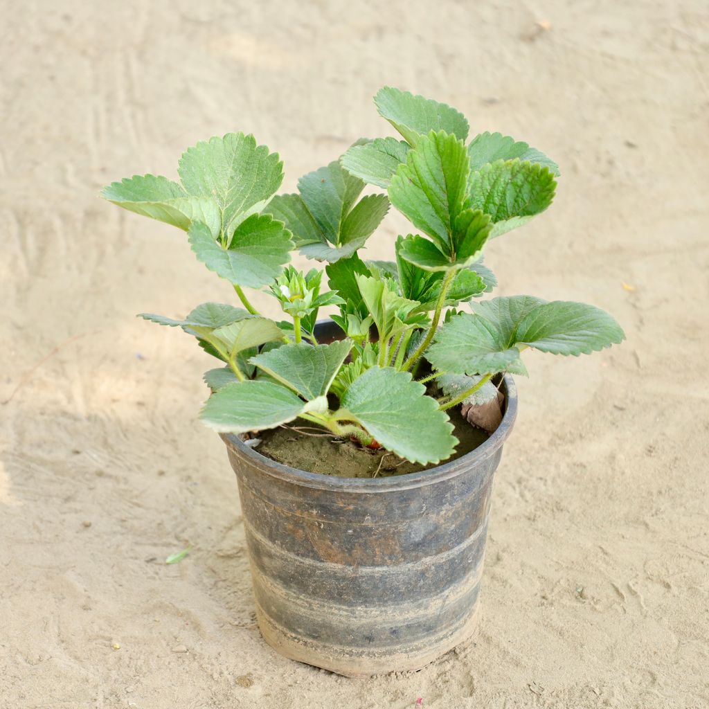 Buy Strow Very in 6 Inch Nursery Pot Online | Urvann.com Strow Very in 6 Inch Nursery Pot