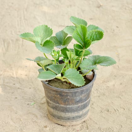 Buy Strow Very  in 6 Inch Nursery Pot Online | Urvann.com
