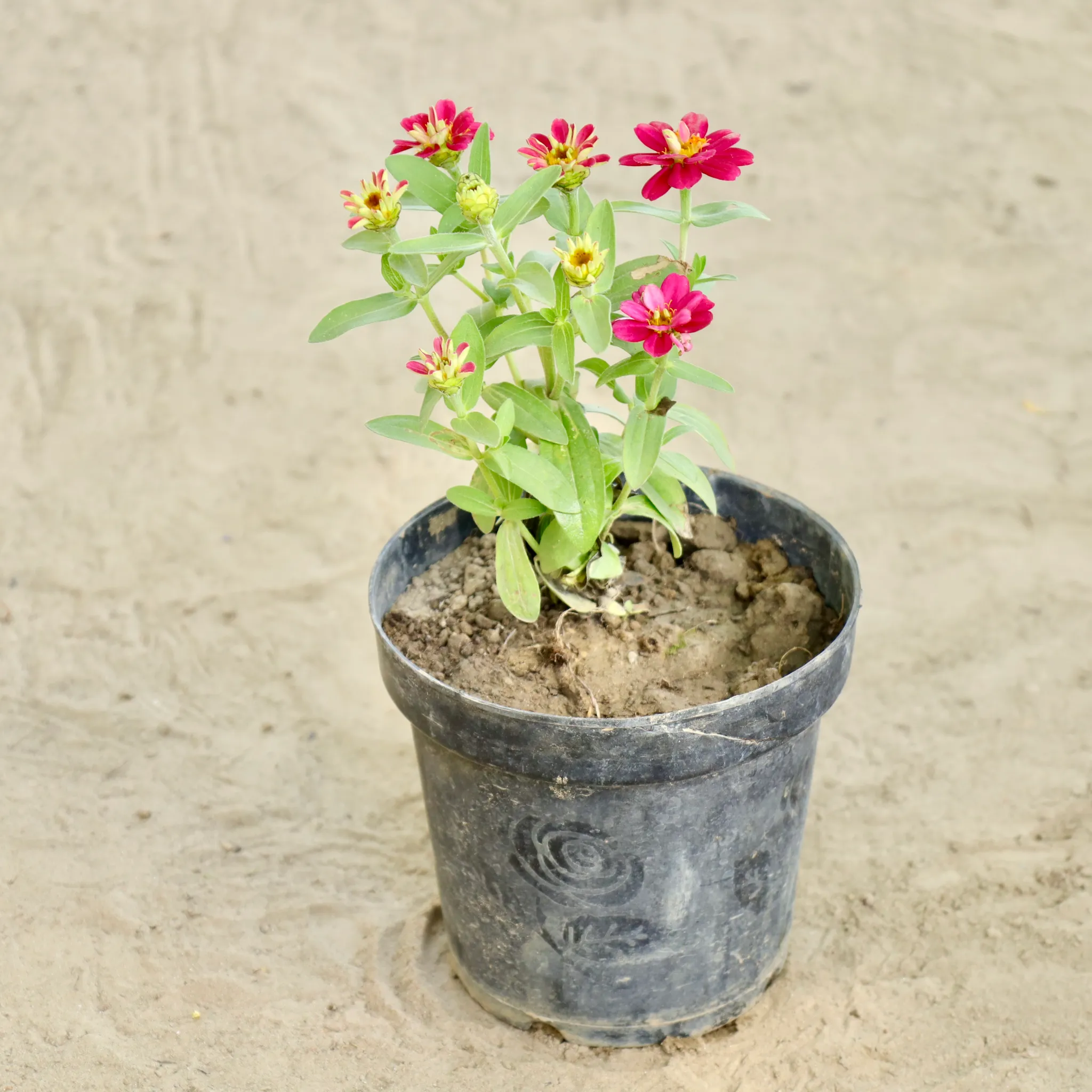 Zinnia (Any Colour) in 6 Inch Nursery Pot