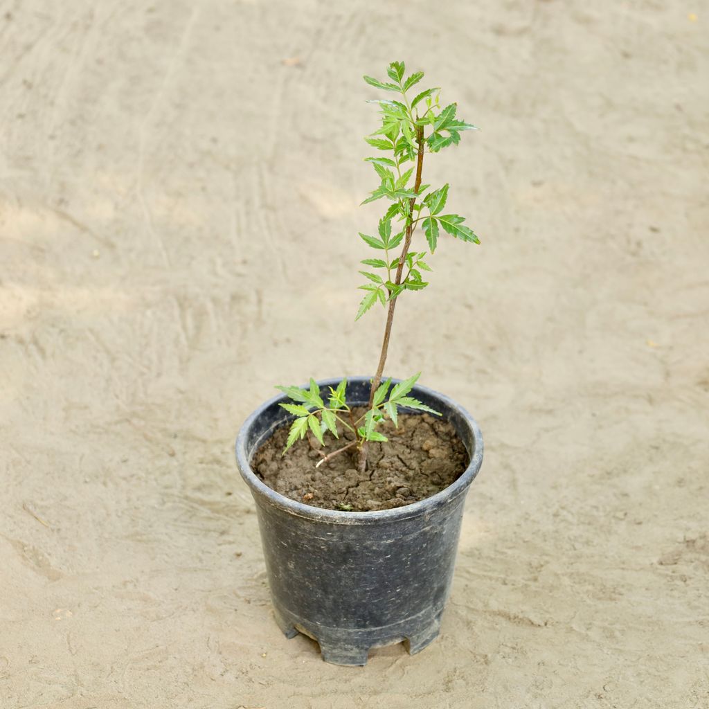Buy Neem in 6 Inch Nursery bag Online | Urvann.com Neem in 6 Inch Nursery bag