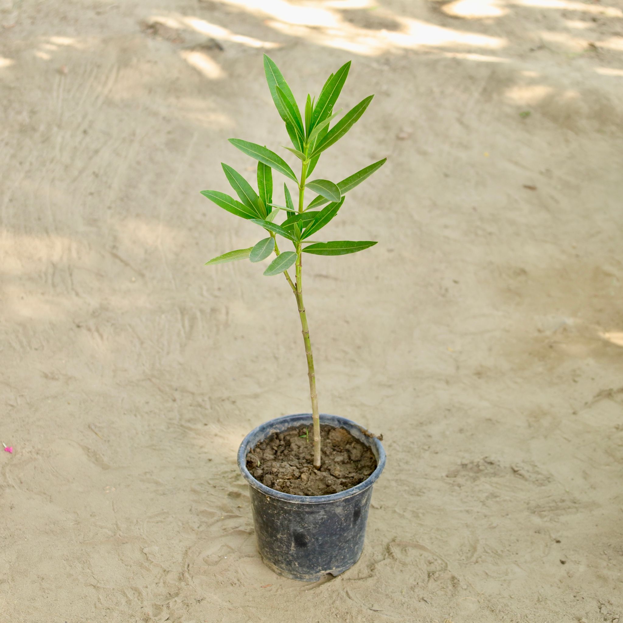 Kaner / Oleander in 6 Inch Nursery Pot