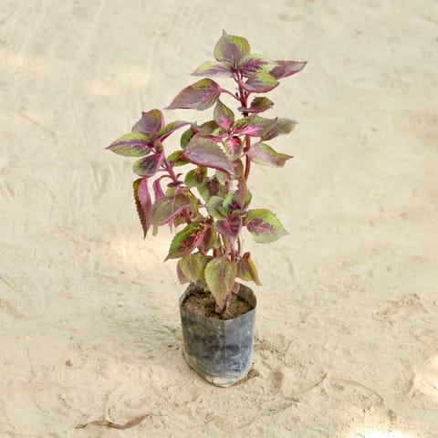 Coleus  in 4 Inch Nursery bag