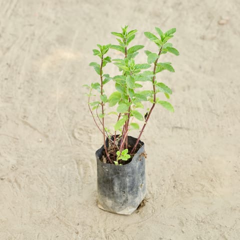 Mint / Pudina in 4 Inch Nursery bag