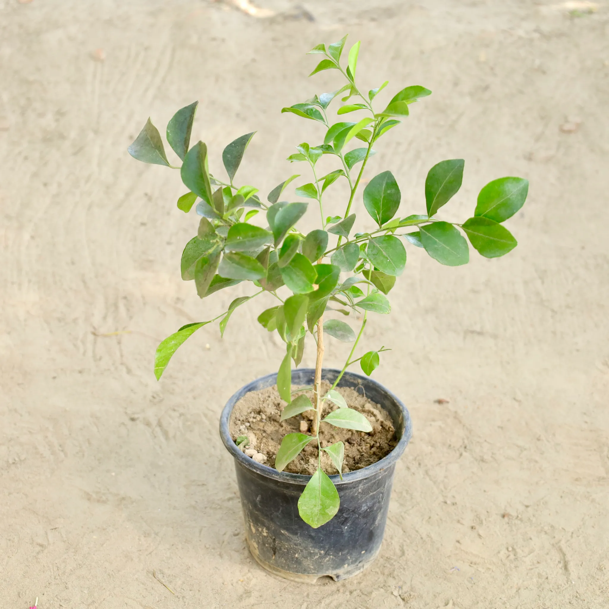 Madhu Kamini / Murraya in 6 Inch Nursery Pot