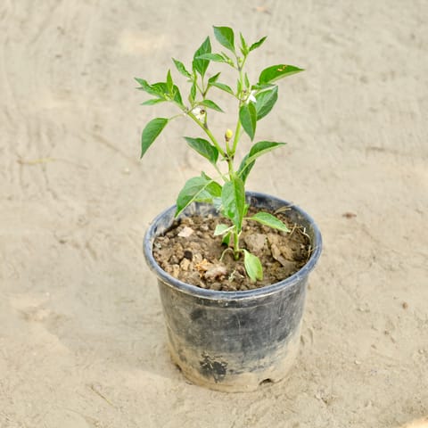 Green Chilli in 6 Inch Nursery Pot
