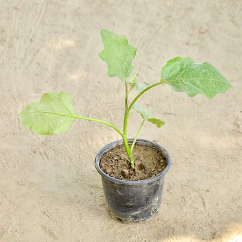 Brinjal / Baigan in 6 Inch Nursery Pot