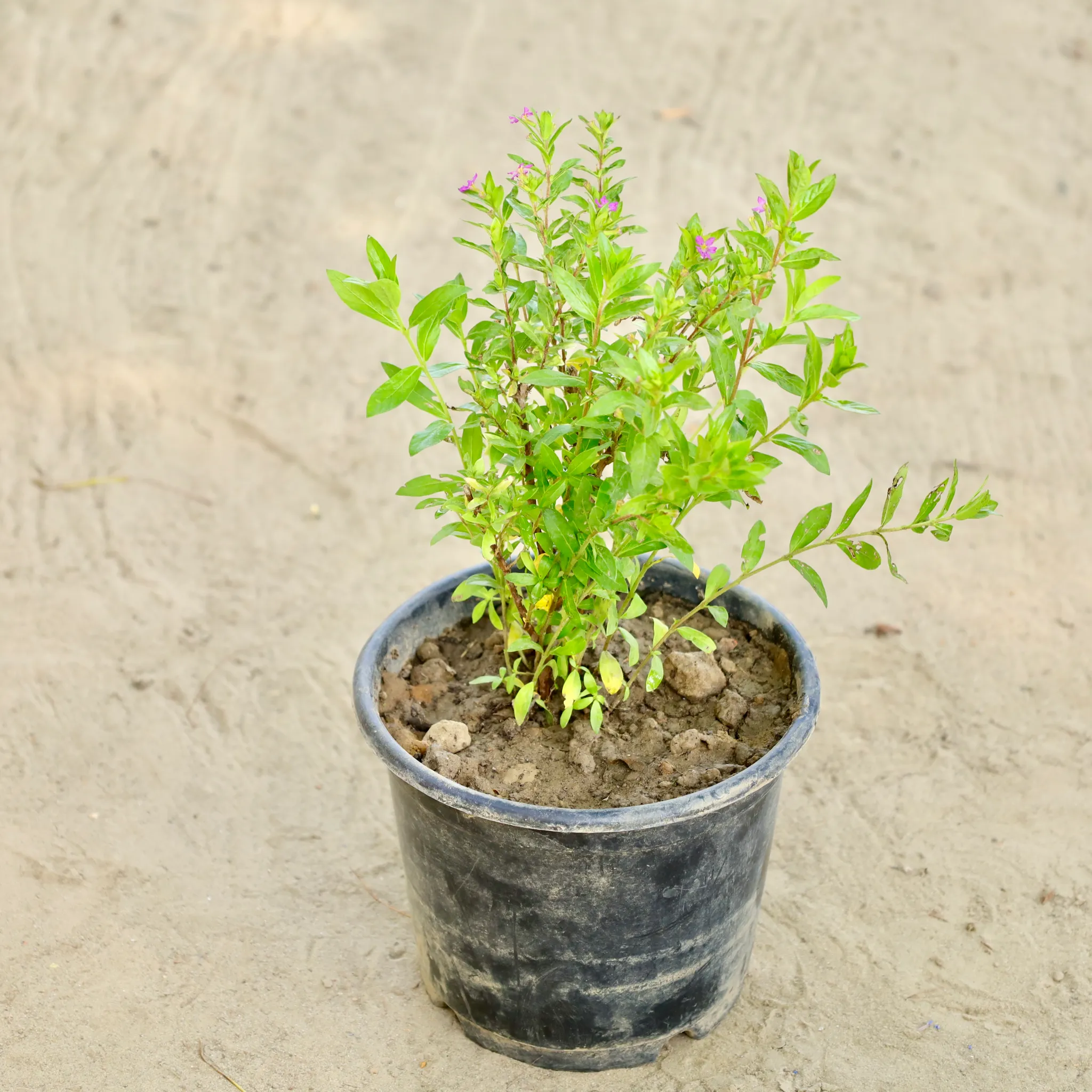 Cuphea in 6 Inch Nursery Pot