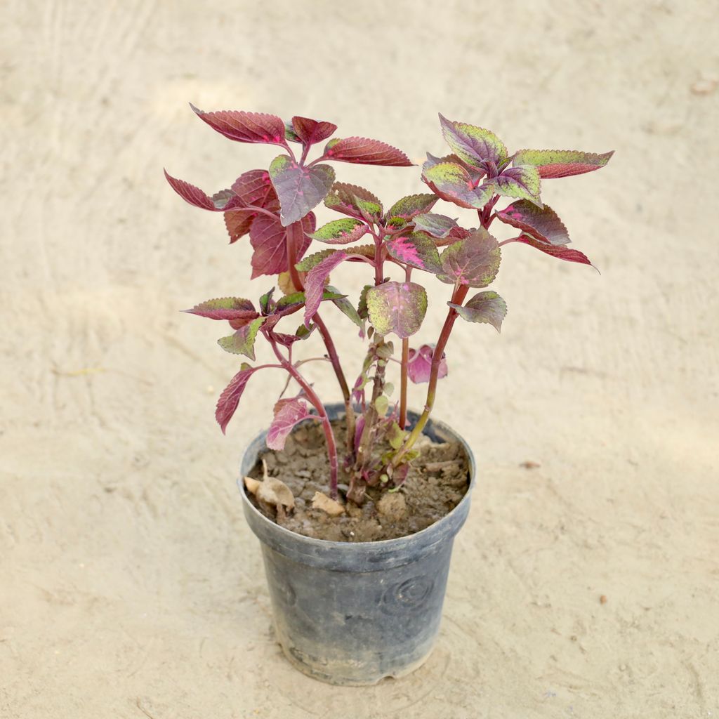 Buy Coleus Red in 6 Inch Nursery Pot Online | Urvann.com Coleus Red in 6 Inch Nursery Pot