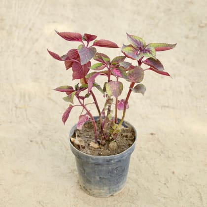 Buy Coleus Red  in 6 Inch Nursery Pot Online | Urvann.com