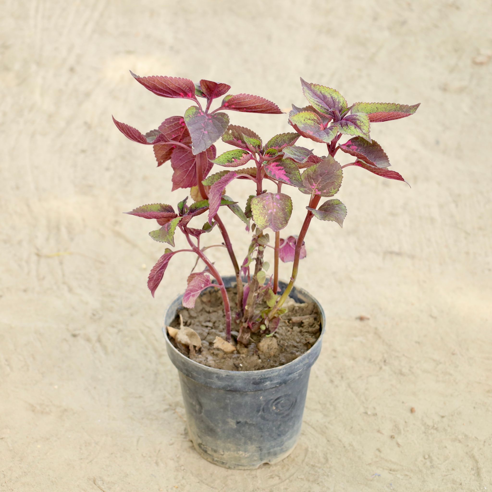 Coleus Red  in 6 Inch Nursery Pot