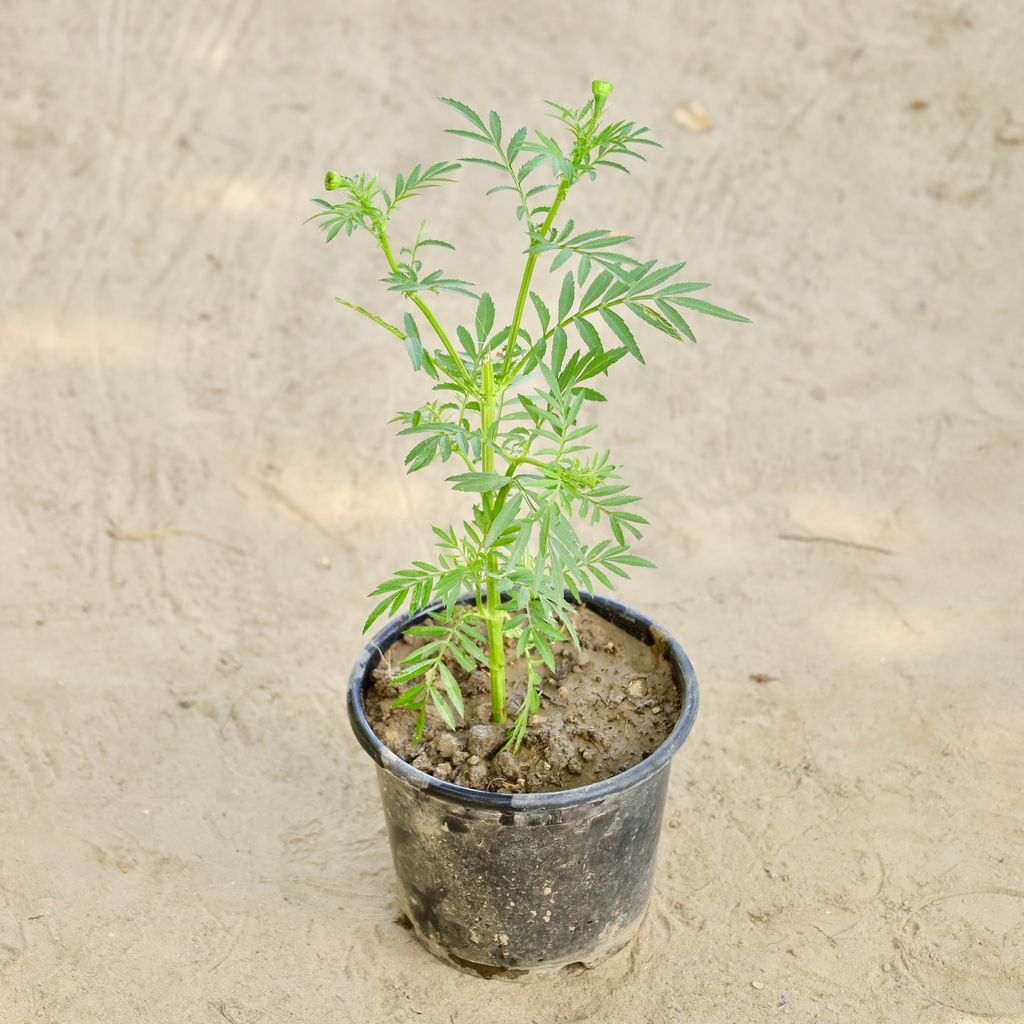 Buy Marigold in 6 Inch Nursery Pot Online | Urvann.com Marigold in 6 Inch Nursery Pot