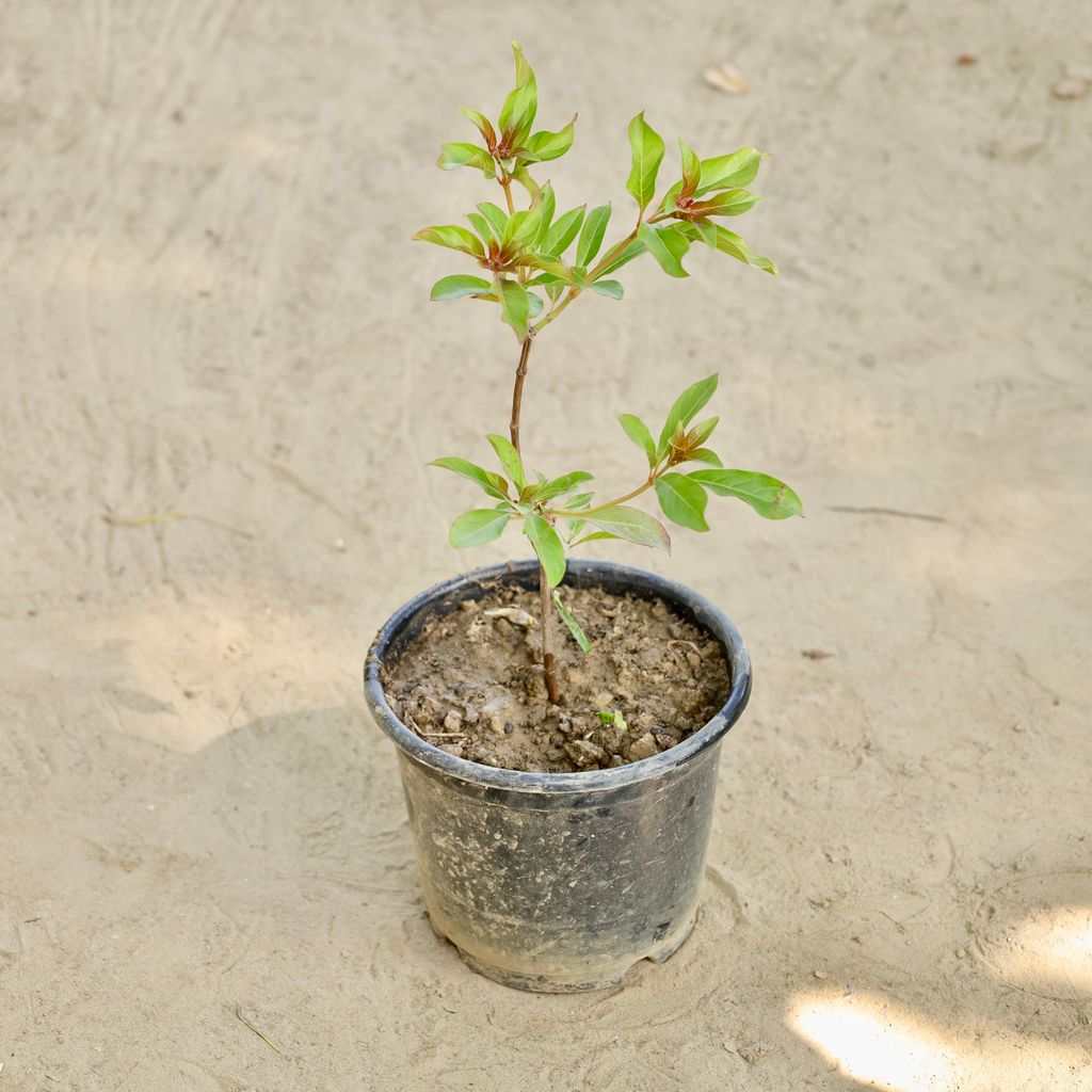 Buy Hamelia in 6 Inch Nursery Pot Online | Urvann.com Hamelia in 6 Inch Nursery Pot
