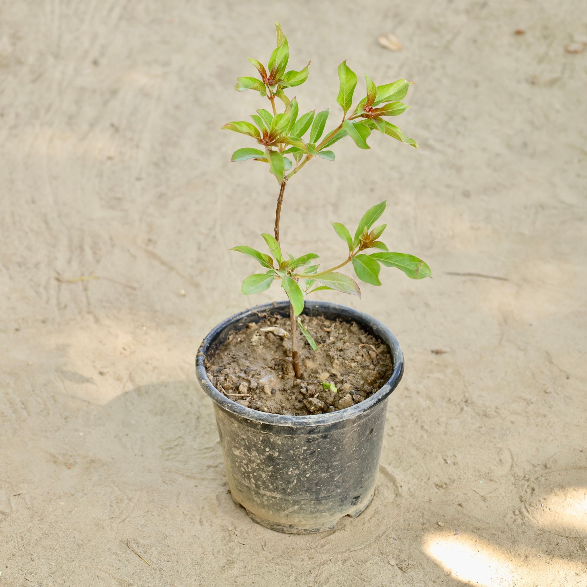 Hamelia in 6 Inch Nursery Pot