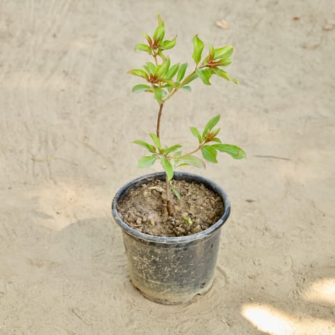 Hamelia in 6 Inch Nursery Pot