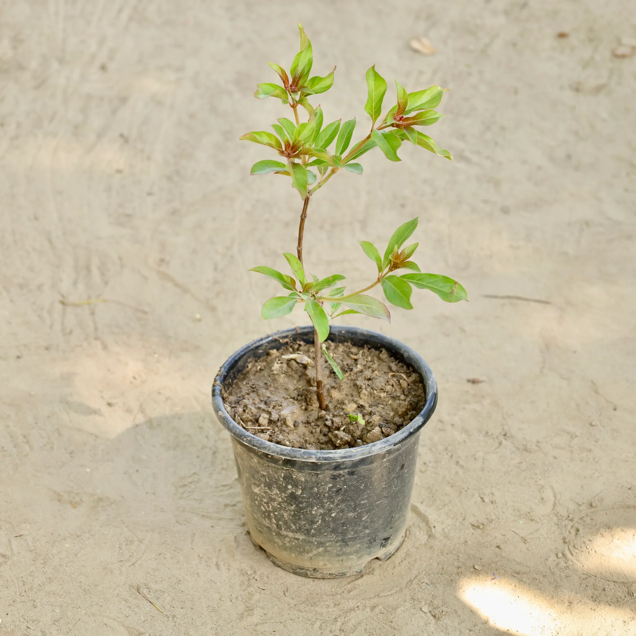Hamelia in 6 Inch Nursery Pot