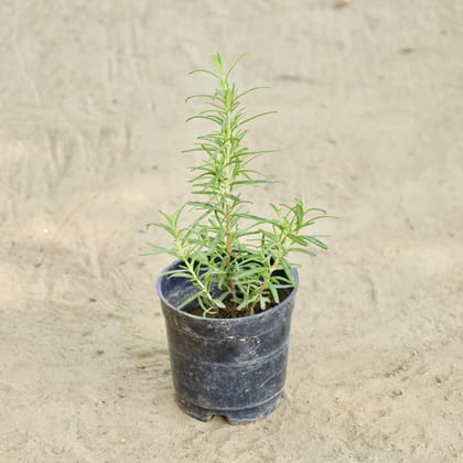 Buy Rosemary in 4 Inch Nursery Pot Online | Urvann.com
