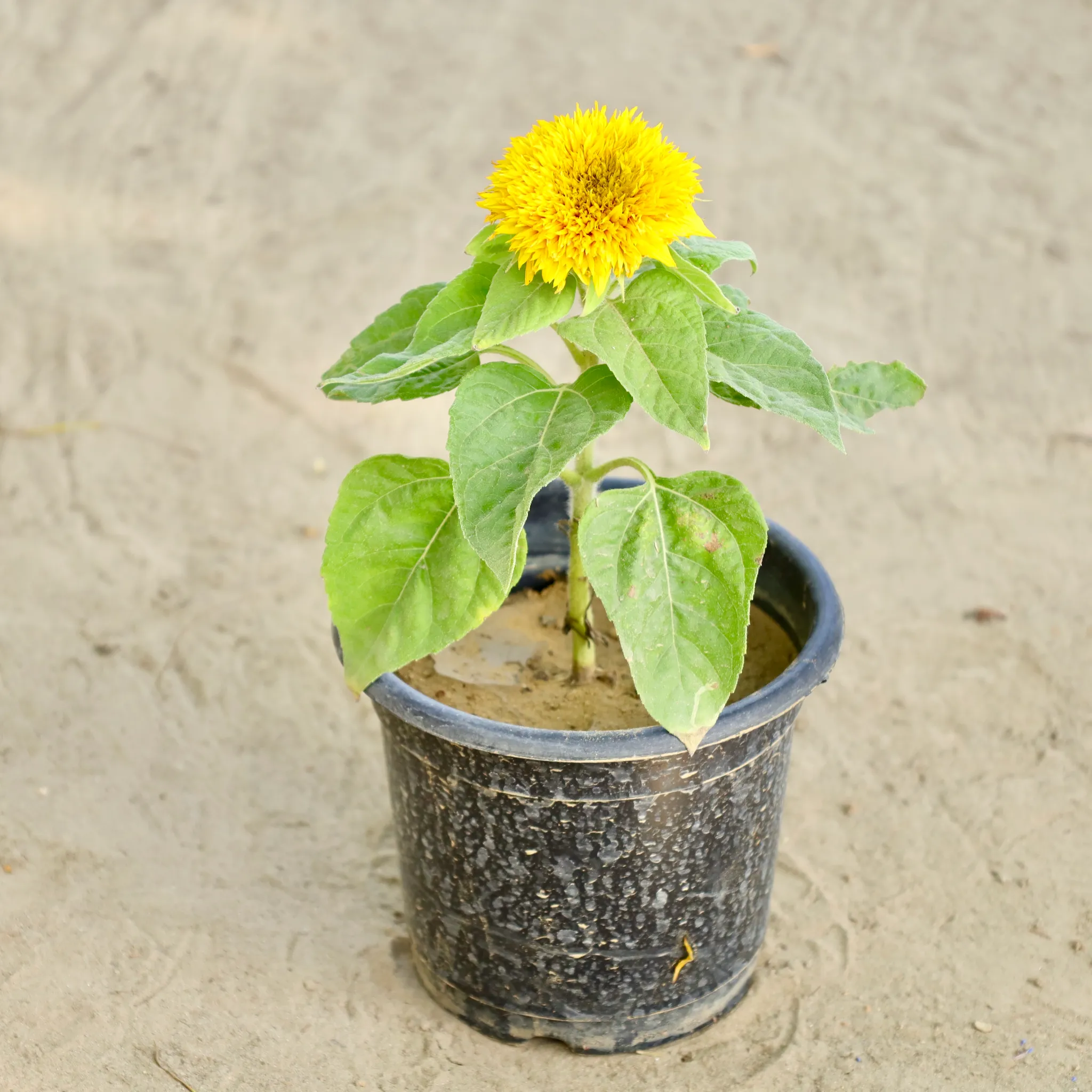 Sunflower Plant in 6 Inch Nursery Pot