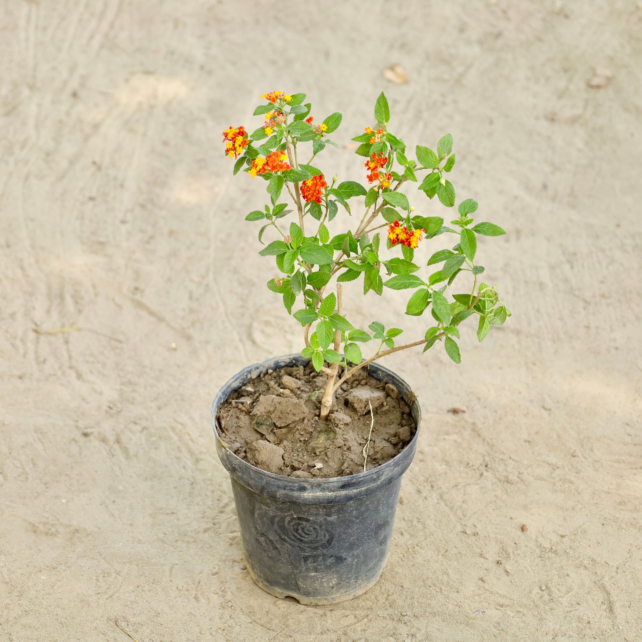 Lantana (Any Colour) in 6 Inch Nursery Pot