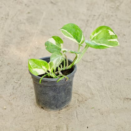 Buy Money Plant N'Joy  in 4 Inch Nursery Pot Online | Urvann.com