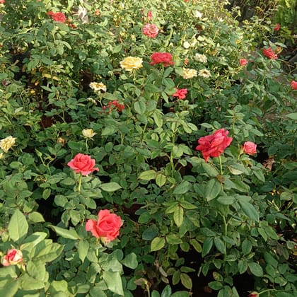 English Rose (Any Colour) in 8 Inch Nursery Bag