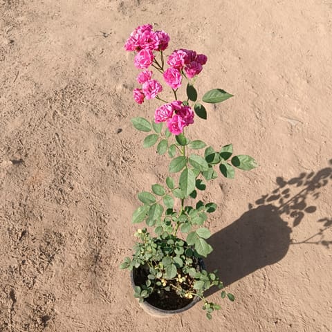 Miniature Rose (Any Colour) In 7 Inch Nursery bag